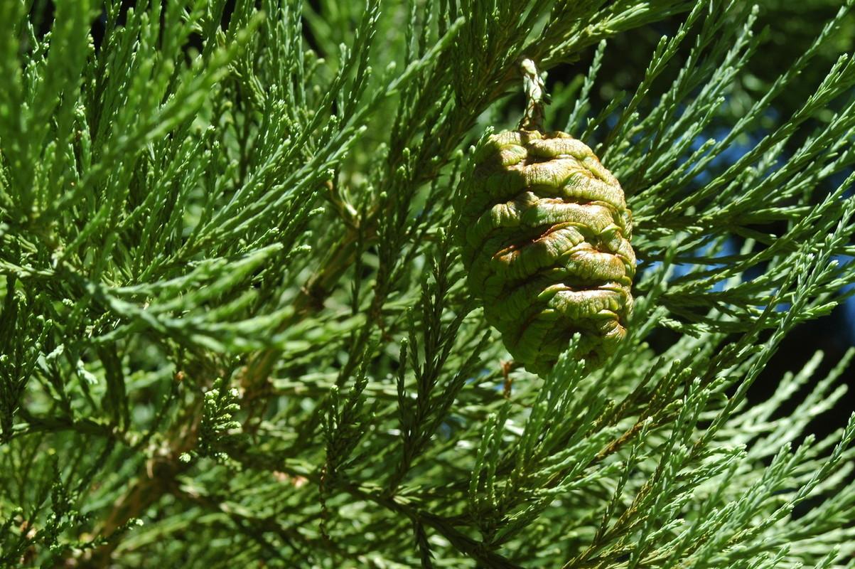 Pine cone in tree