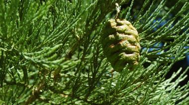 Pine cone in tree